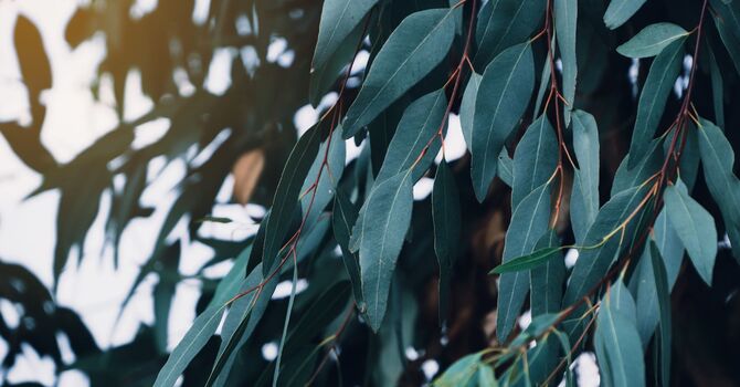 Naturopathic Medicine